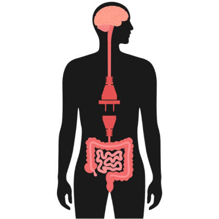 Gut-Brain Axis Body