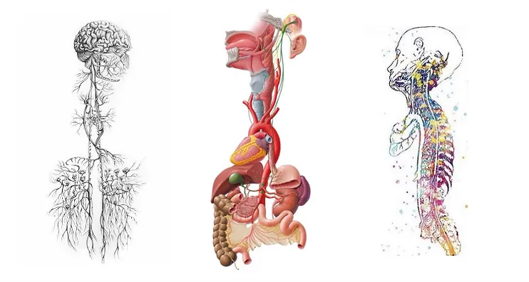 Vagus Nerve